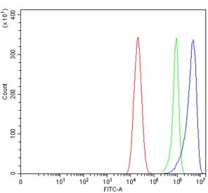 Anti-GLS2 / Glutaminase 2