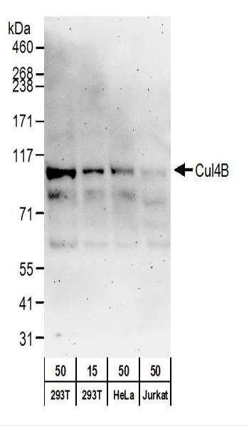 Anti-Cul4B