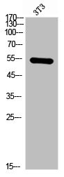 Anti-CHRNA1