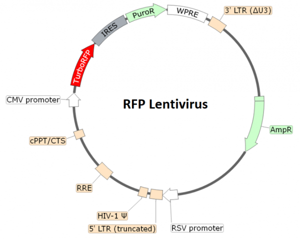 Rfp Lentivirus Bps Bioscience 7434