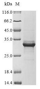 Myeloblastin (PRTN3), human, recombinant