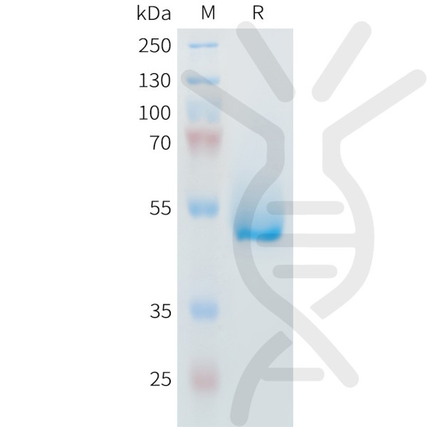 Mouse IL6 Protein, hFc Tag