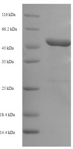 Plasminogen activator inhibitor 1 (Serpine1), rat, recombinant