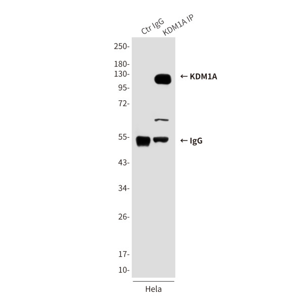 Anti-KDM1A