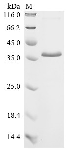 Insulin-like growth factor-binding protein 7 (IGFBP7), human, recombinant