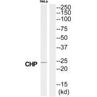 Anti-CHP1