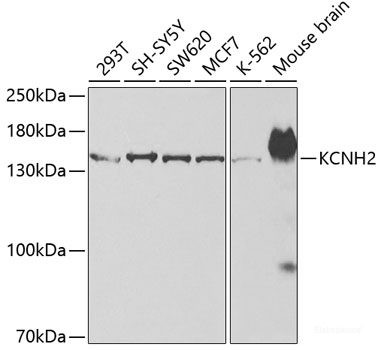 Anti-KCNH2