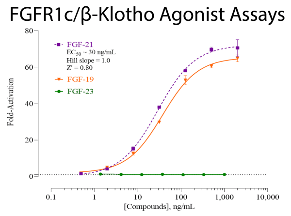 FGFR/beta-Klotho Reporter Assay System [Human]