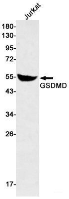 Anti-Recombinant GSDMD, clone R06-5C5