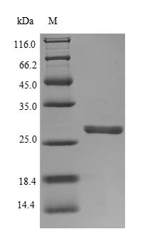 Neutrophil elastase (ELANE), human, recombinant