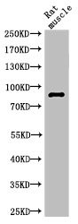 Anti-Cleaved-PARP1 (G215)