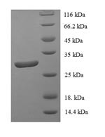 DNA-binding protein inhibitor ID-1 (ID1), human, recombinant