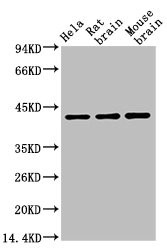 Anti-ACTB Monoclonal