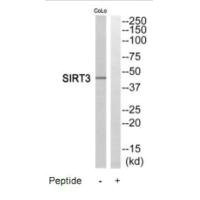 Anti-SIRT3