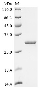 Integrin alpha-L (ITGAL), partial, human, recombinant