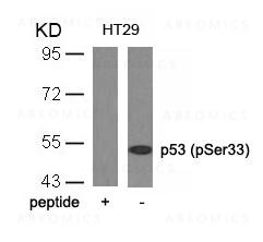 Anti-phospho-p53 (Ser33)