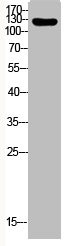 Anti-Phospho-ITGB1 (T788)