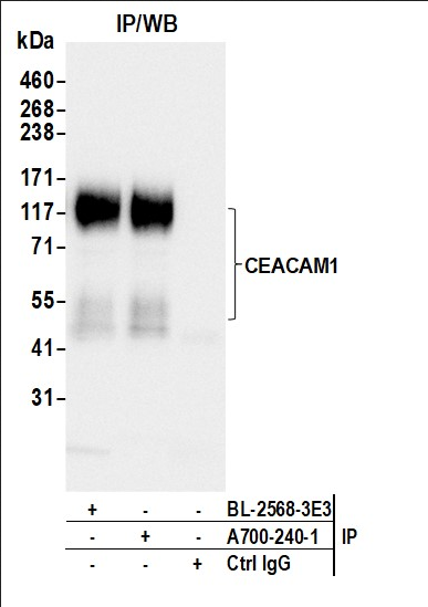 Anti-CEACAM1 Recombinant Monoclonal [Rabbit]