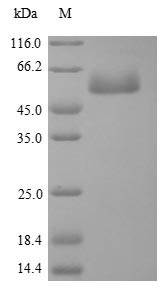 Focal adhesion kinase 1 (PTK2), partial, chicken, recombinant