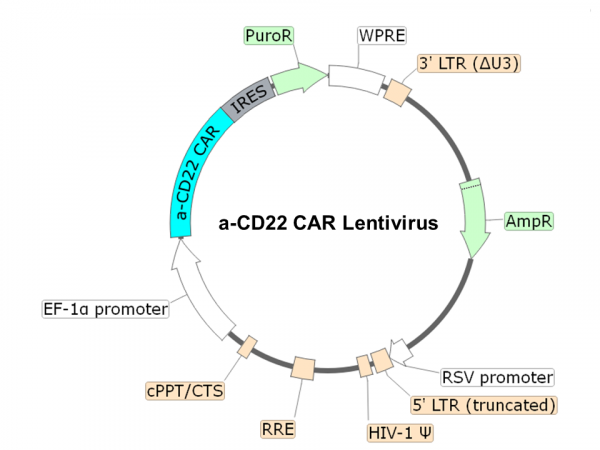 Anti Cd22 Car Lentivirus Clone M971 Scfv Cd8 4 1bb Cd3zeta Bps