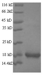 Group XIIA secretory phospholipase A2 (Pla2g12a), mouse, recombinant