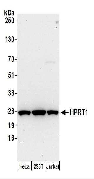 Anti-HPRT1