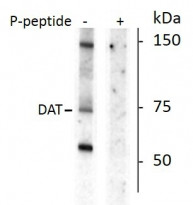 Anti-phospho-Dopamine Transporter (Thr53)