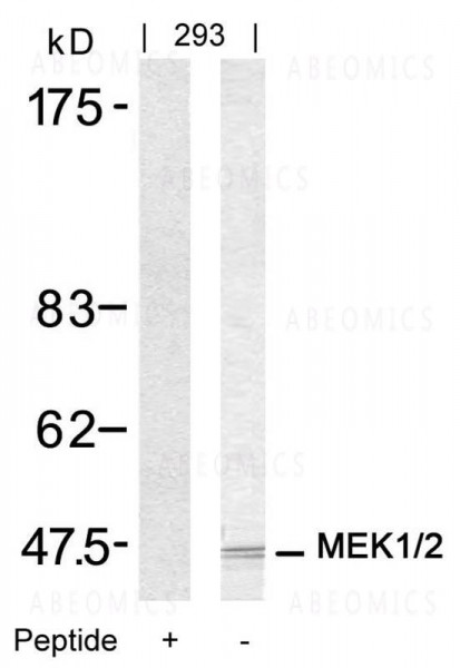 Anti-MEK1/MEK2 (Ab-217/221)
