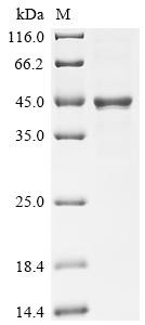 Butyrophilin-like protein 2 (BTNL2), partial, human, recombinant