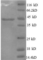 Interleukin-10 (IL10), human, recombinant