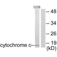 Anti-CYCS