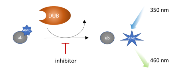 UCHL3 Inhibitor Screening Assay Kit