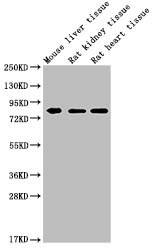 Anti-MMUT Monoclonal, clone 3G12D12