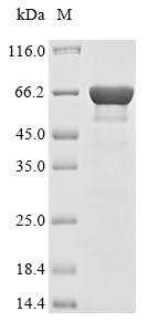 Nuclear receptor subfamily 5 group A member 2 (Nr5a2), mouse, recombinant