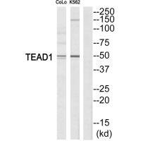 Anti-TEAD1