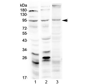 Anti-SEMA3A / Semaphorin 3A