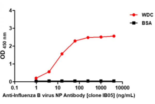 Anti-Influenza B virus NP Antibody [clone IB05]