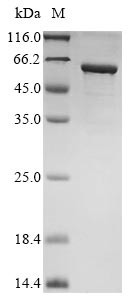 Gastric inhibitory polypeptide receptor (GIPR), partial, Biotinylated, human, recombinant