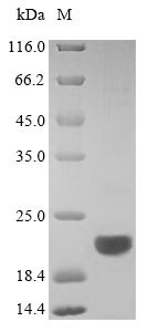 B-lymphocyte antigen CD20 (Ms4a1), partial, mouse, recombinant