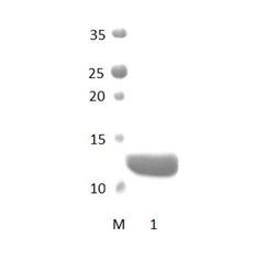 IL16_1 PDZ Domain