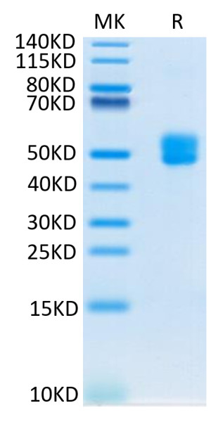 Biotinylated Human CD3E&amp;CD3D/CD3 epsilon&amp;CD3 delta Protein