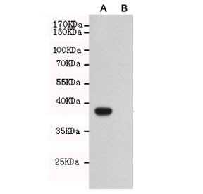 Anti-TLR7, clone 3F11-2C9-D8