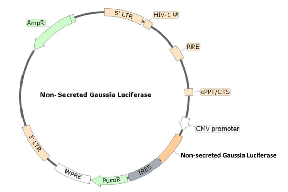 Non-secreted Gaussia Luciferase Lentivirus (CMV Promoter)