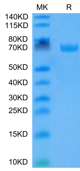 Human B7-H3/CD276 Protein