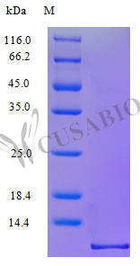 C-C motif chemokine 5 protein (CCL5) (Active), human, recombinant