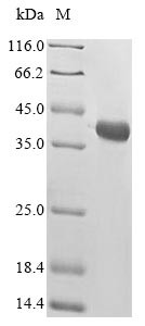 Alpha-bungarotoxin isoform A31, Bungarus multicinctus, recombinant