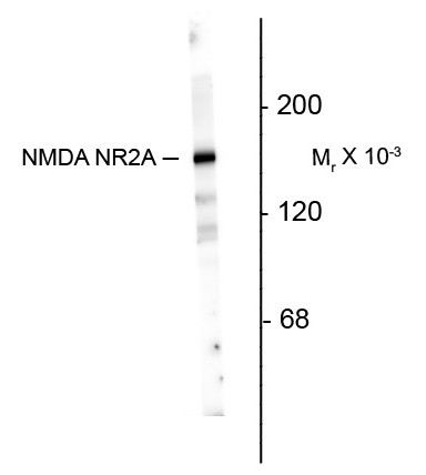 Anti-NMDAR2A antibody, N-terminal