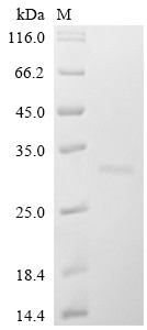 Bcl-2-like protein 11 (BCL2L11), human, recombinant