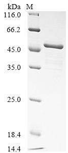 NAD-dependent protein deacetylase sirtuin-7 (SIRT7), human, recombinant