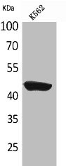 Anti-CD1E